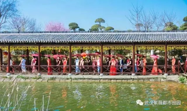 花海旗袍秀1.webp.jpg