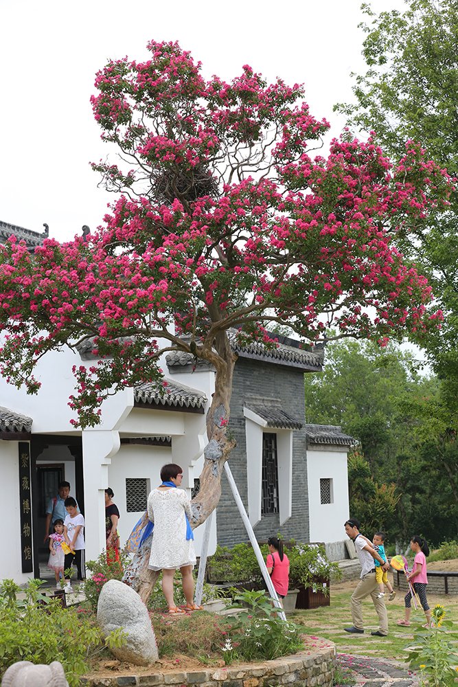 “紫薇皇后”花满枝头.jpg