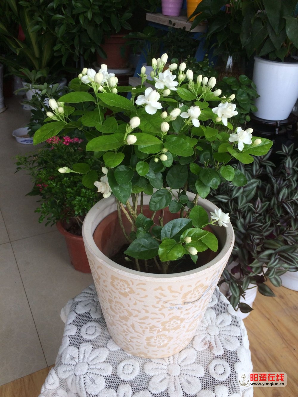 茉莉花1.jpg