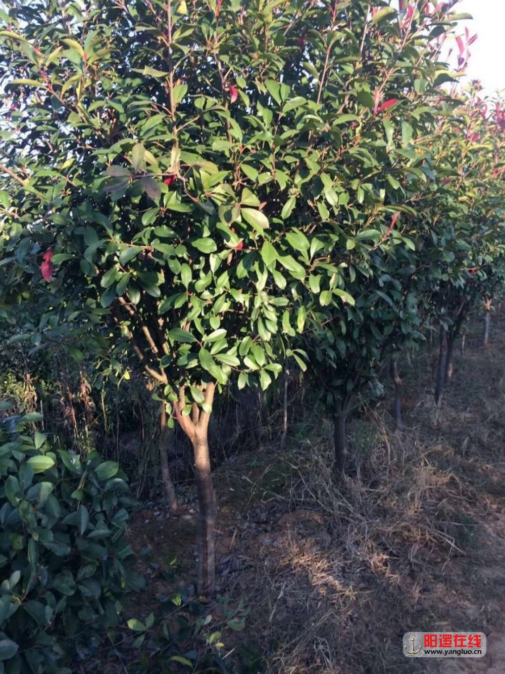 树2.jpg