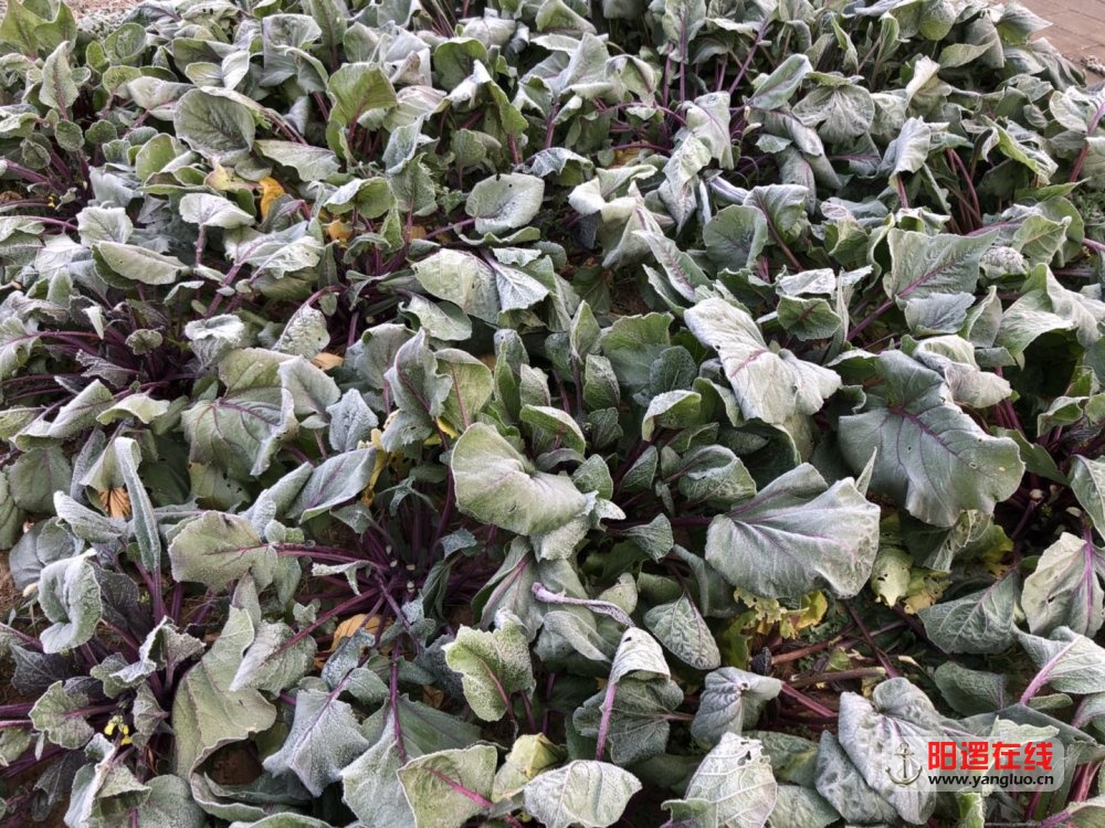 微信图片_20171218153905.jpg