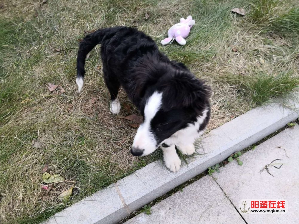 训狗启事.jpg