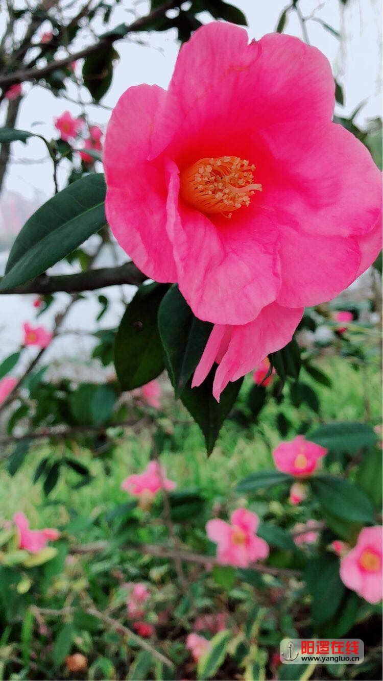 阳逻3小21.jpg