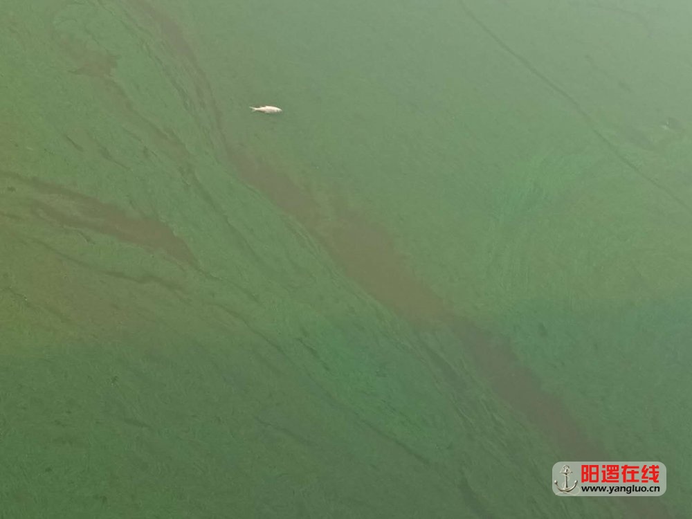 阳逻在线_20180603_064940 (1).jpg