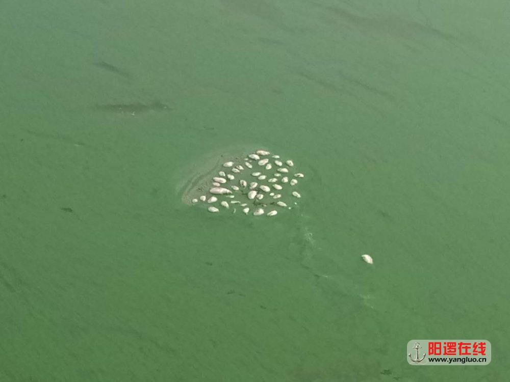 阳逻在线_20180603_070322.jpg