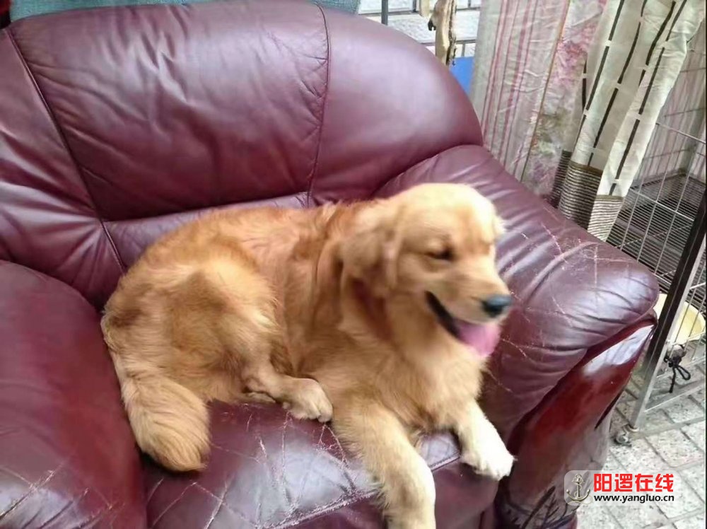 狗2.jpg
