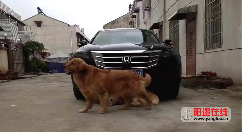 狗3.jpg