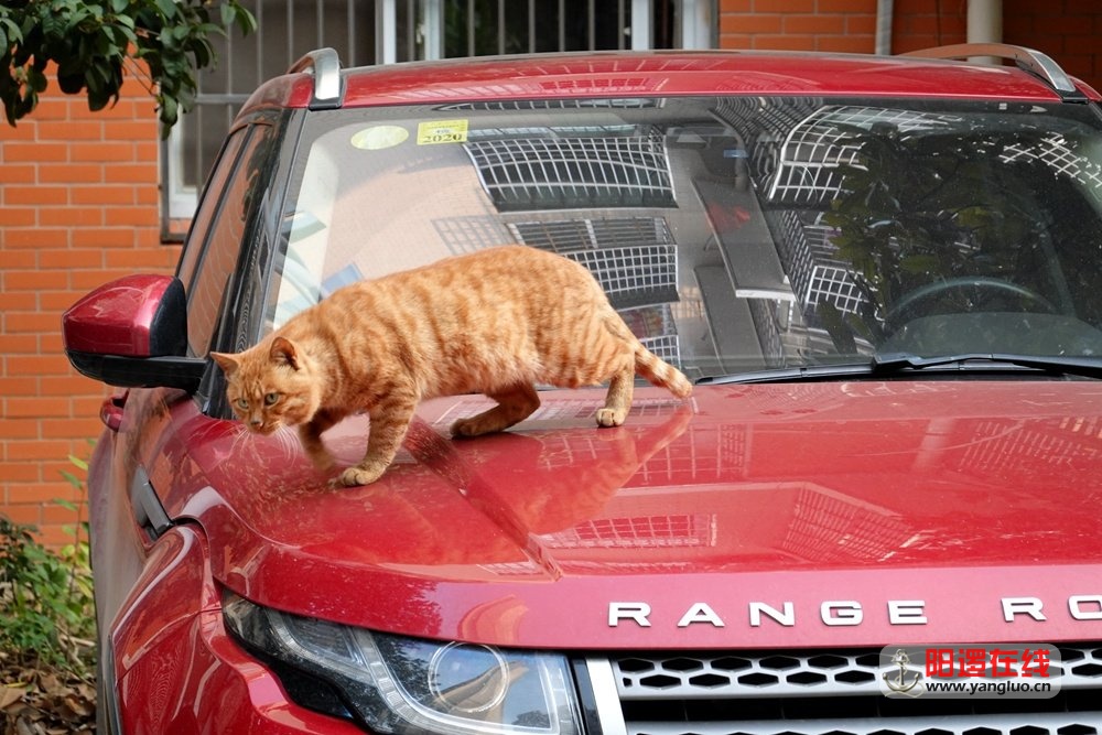 猫星人.jpg