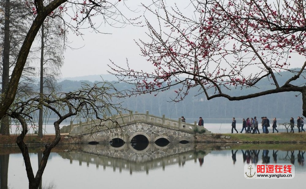 东湖梅花.jpg