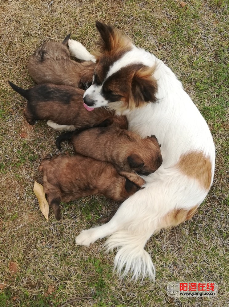狗1.jpg