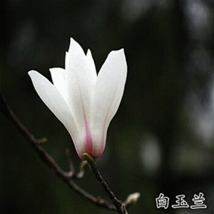 玉兰_副本.gif