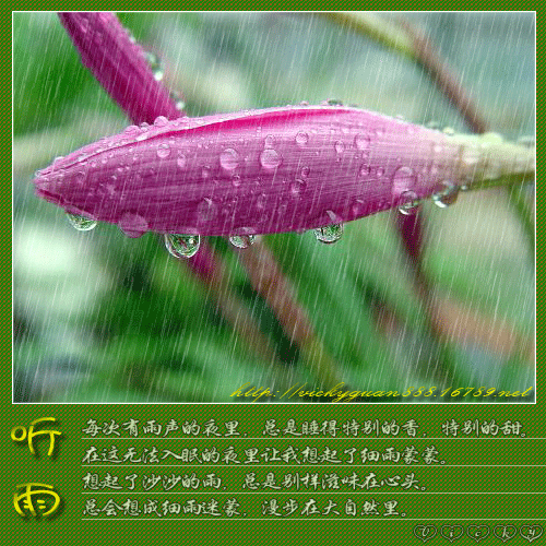雨.gif