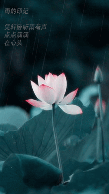 莲花.gif