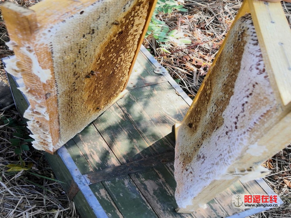 封盖蜜巢框