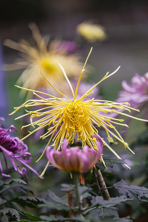 菊花2.jpg