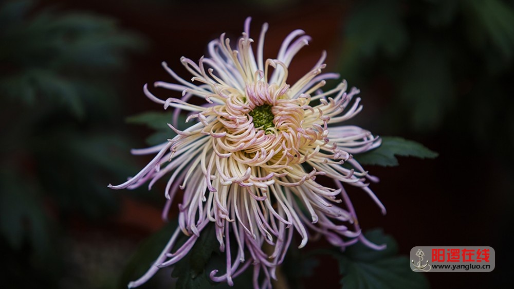 菊花3.jpg