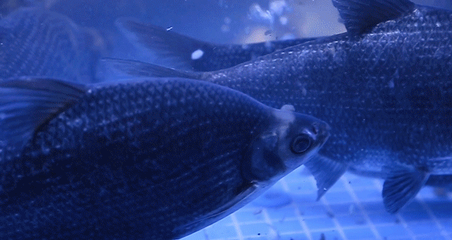640 (9).gif
