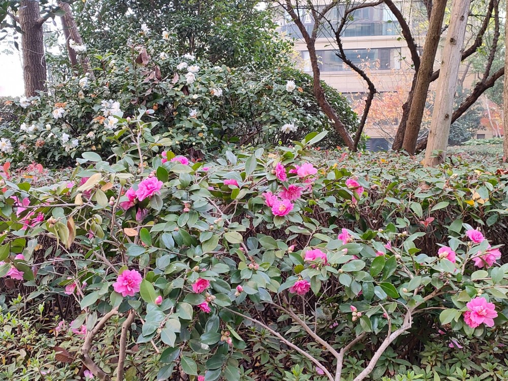IMG20231206094555.jpg