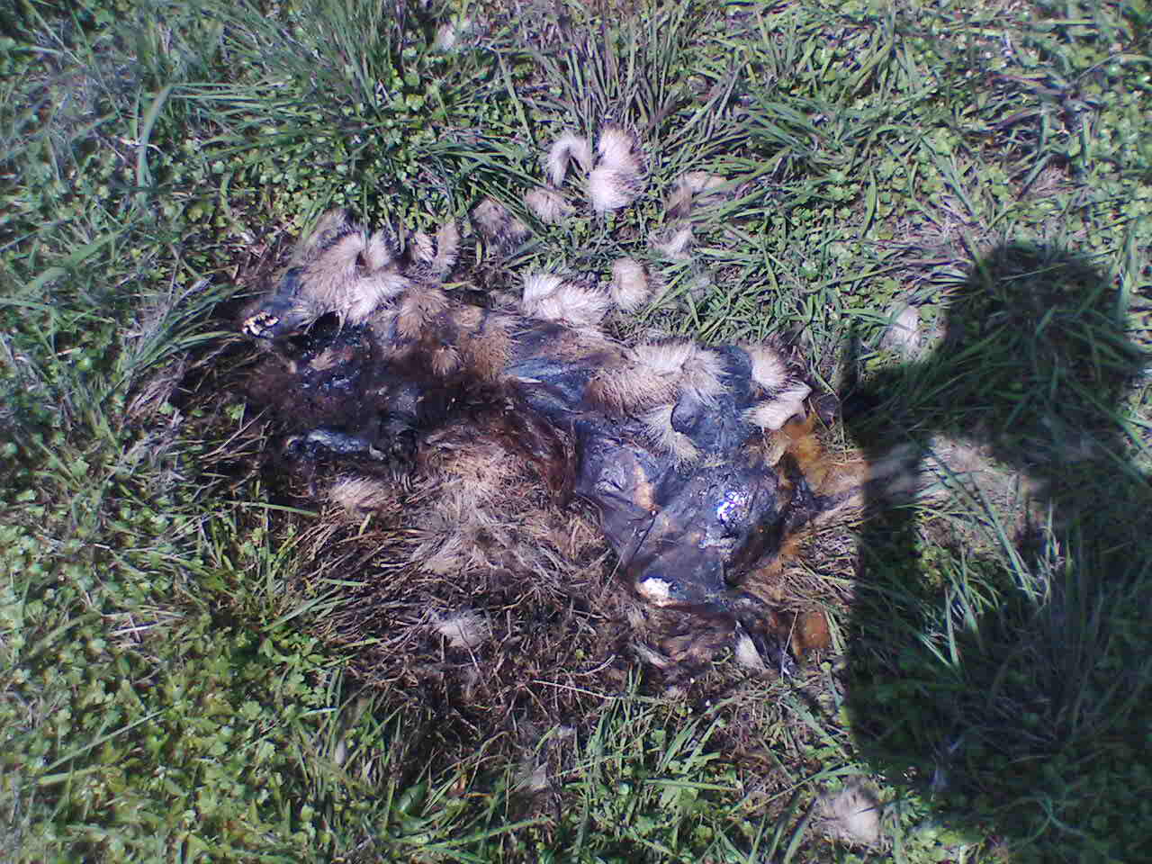 IMG059.JPG