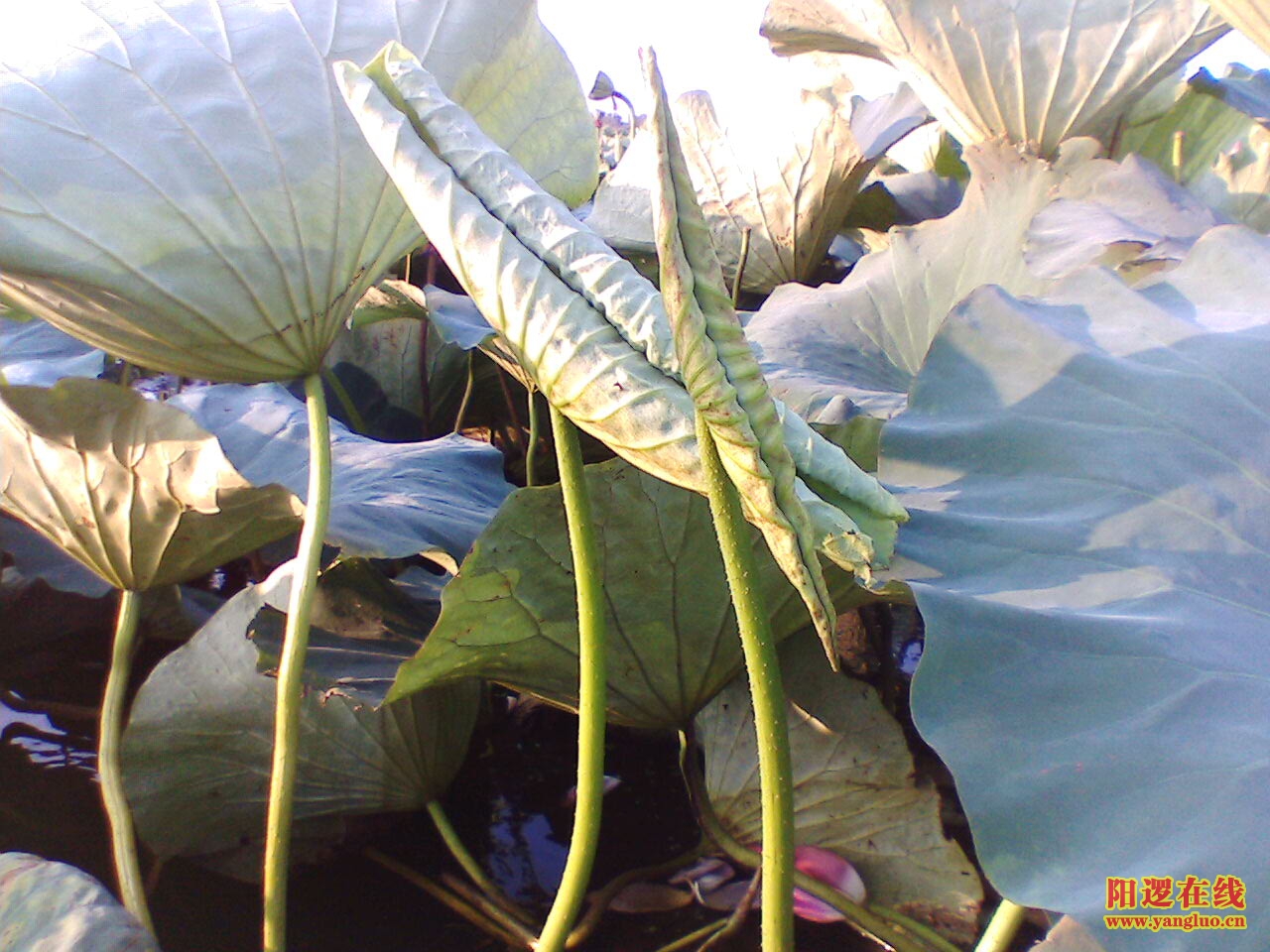 IMG060.JPG