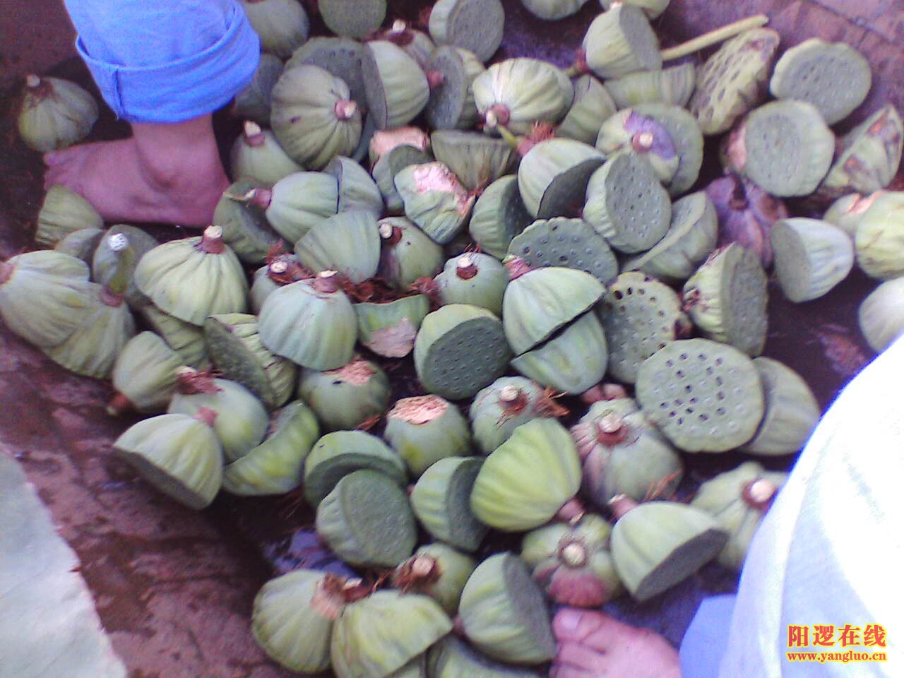 IMG063.JPG