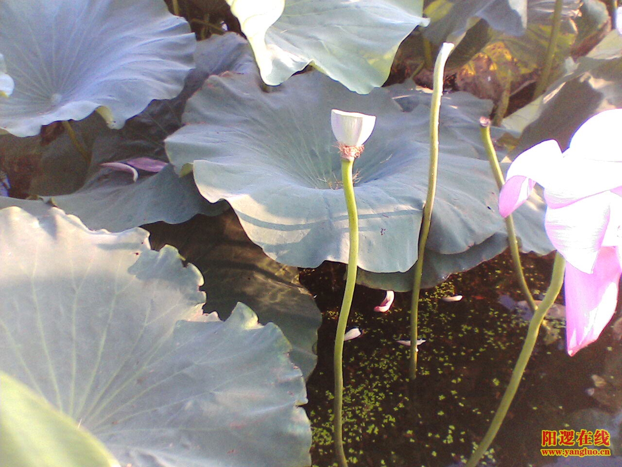 IMG070.JPG