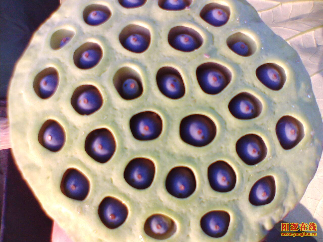 IMG062.JPG