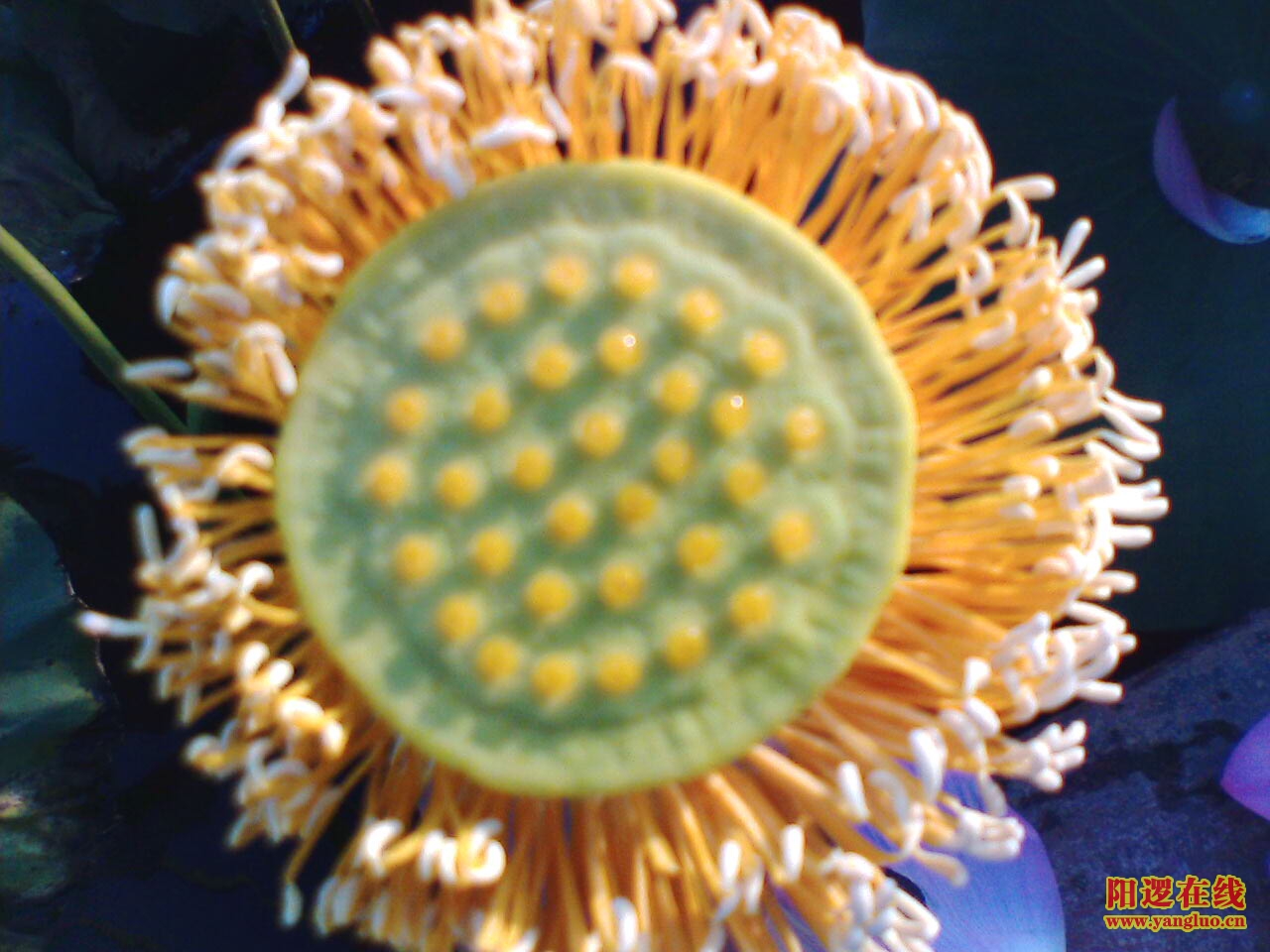 IMG061.JPG