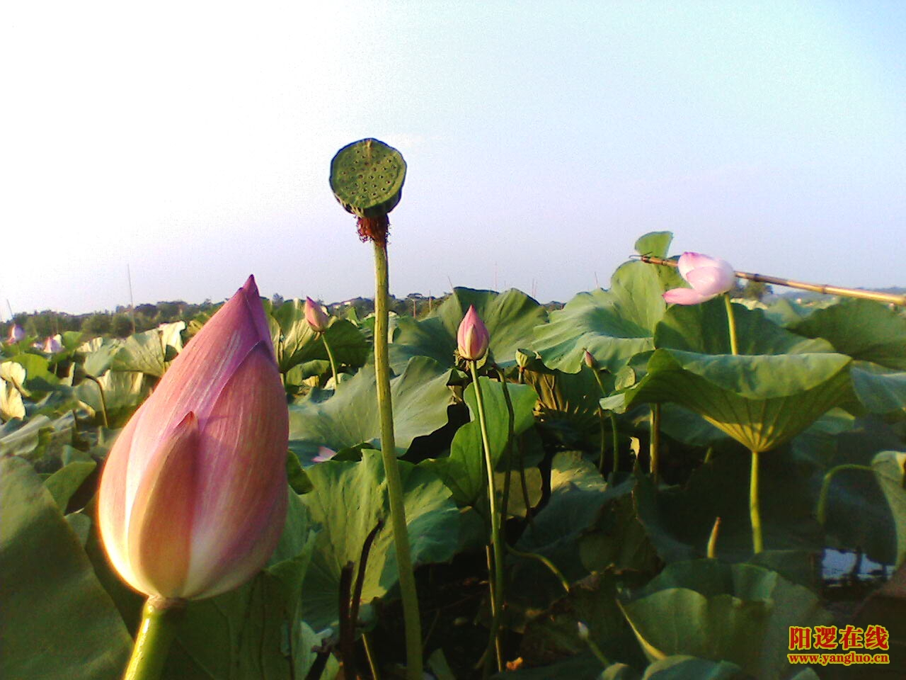 IMG072.JPG