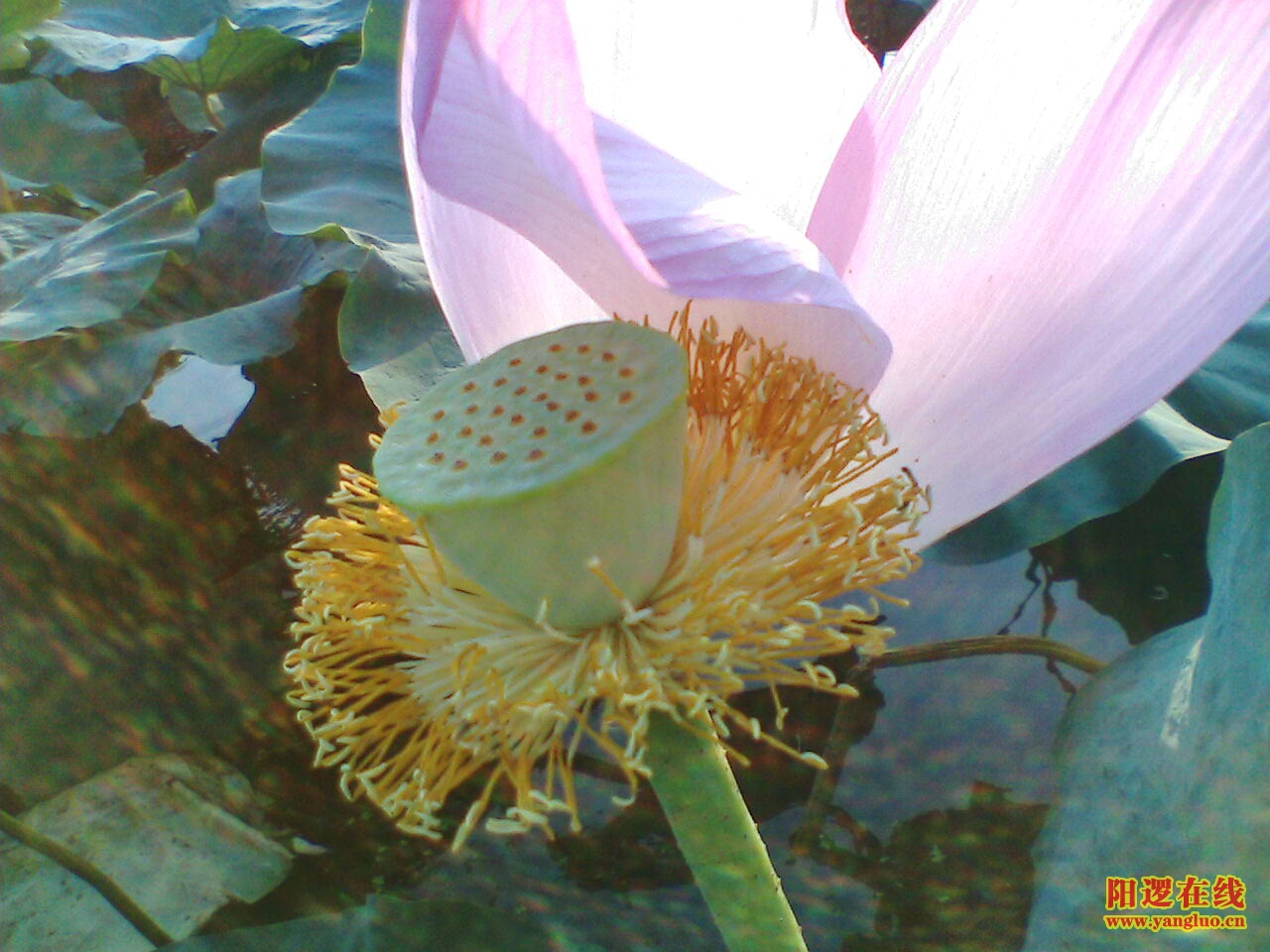 IMG064.JPG