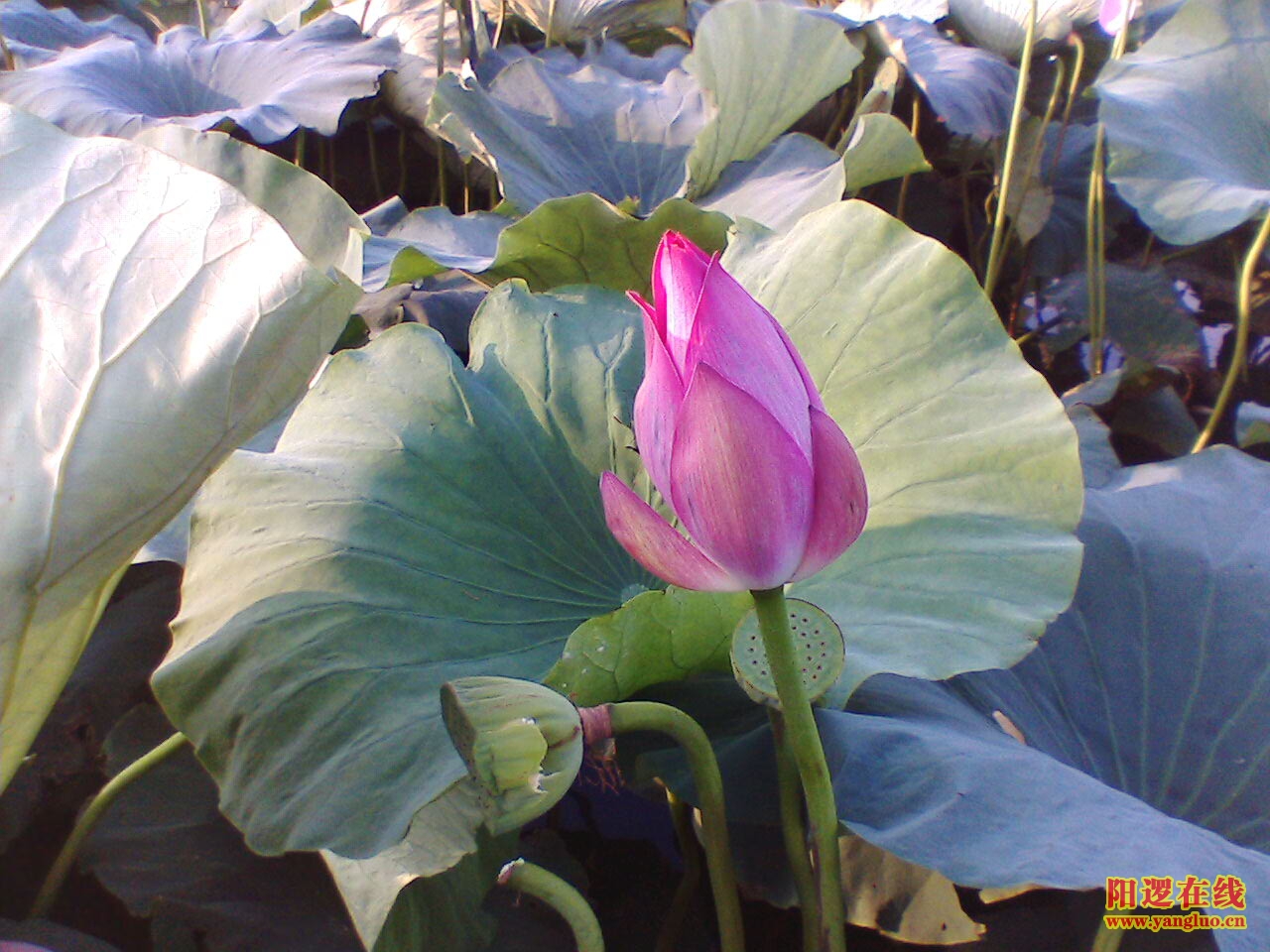 IMG049.JPG