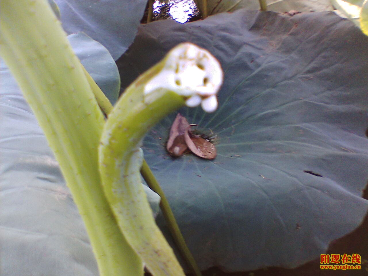IMG073.JPG