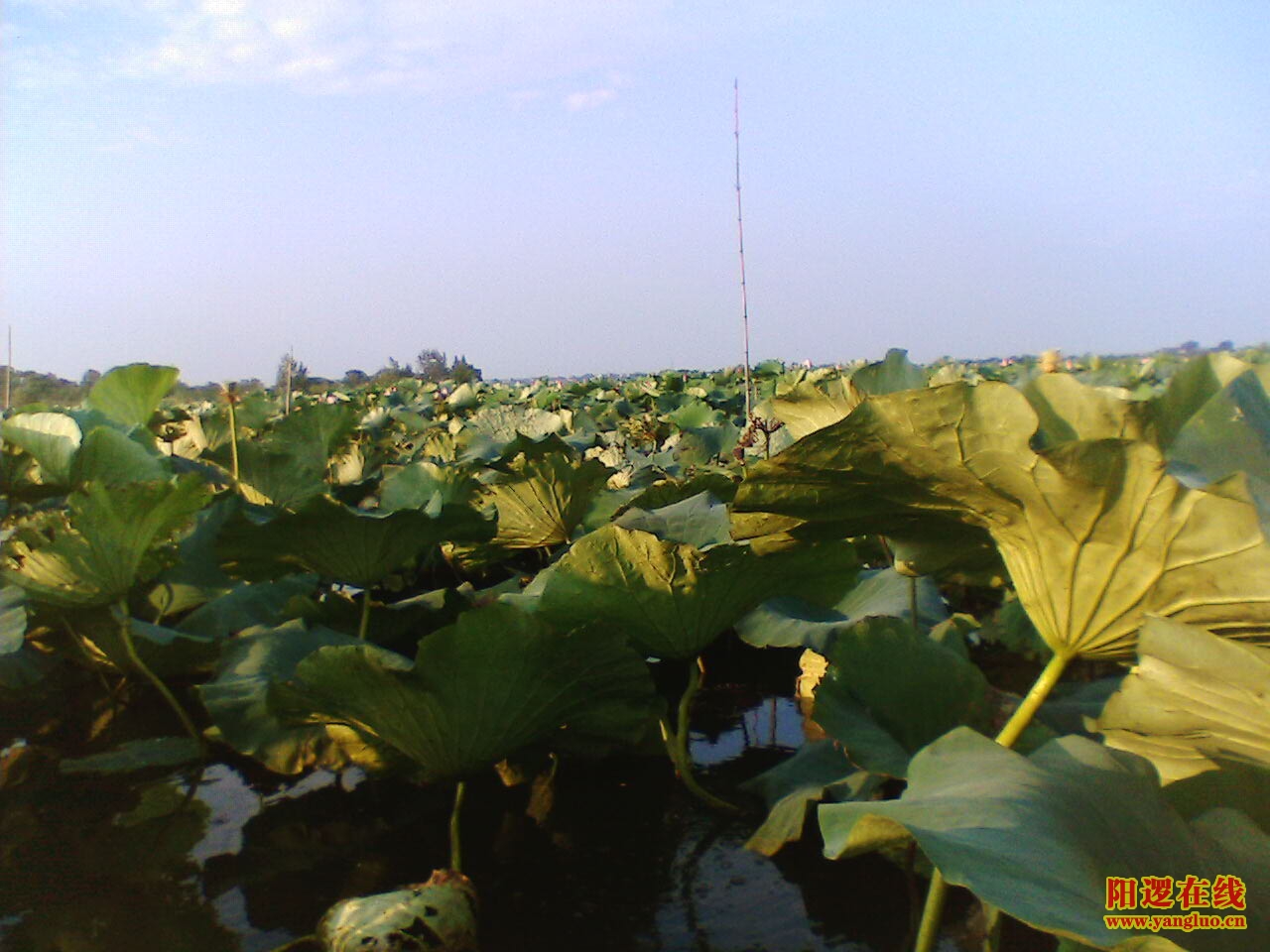 IMG046.JPG