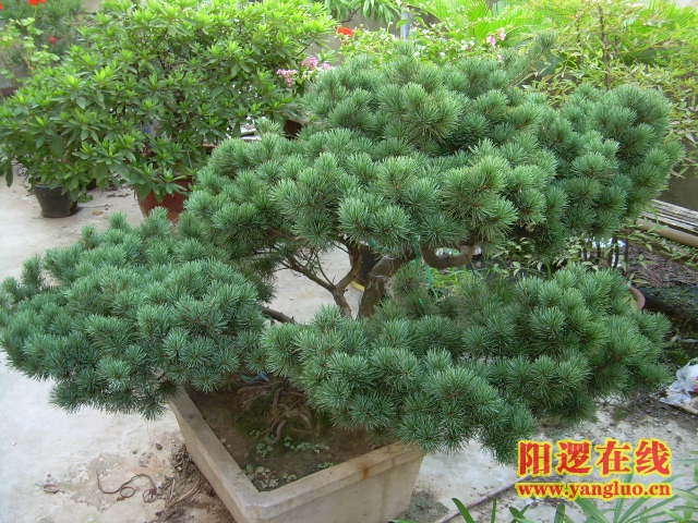 DSCN2368.JPG