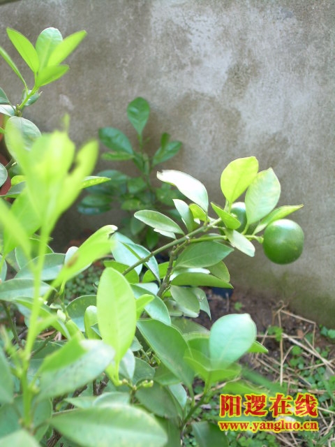 DSCN2361.JPG