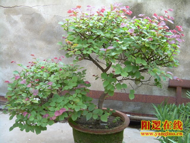 DSCN2333.JPG