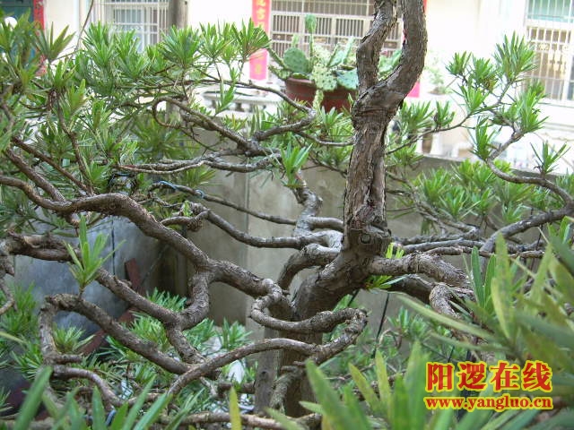 DSCN2344.JPG