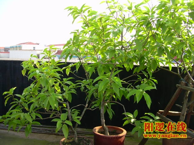 DSCN2397.JPG