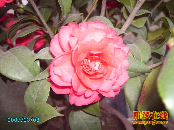 茶花