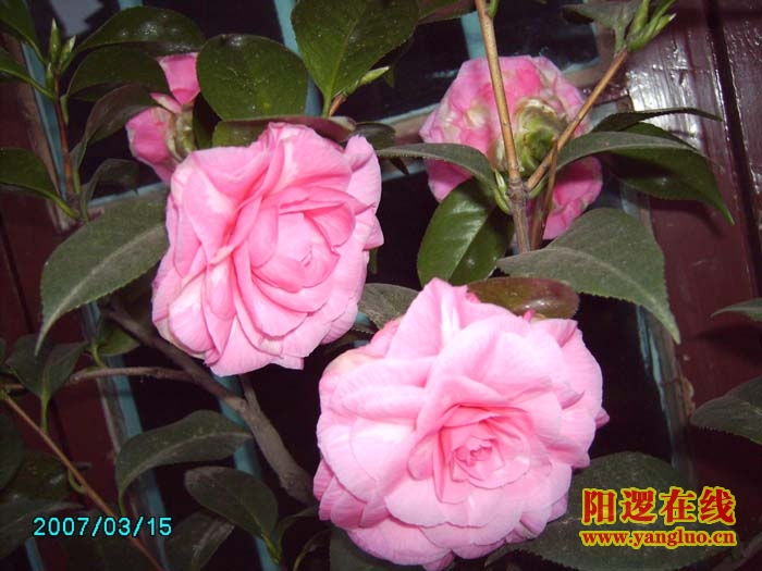 茶花