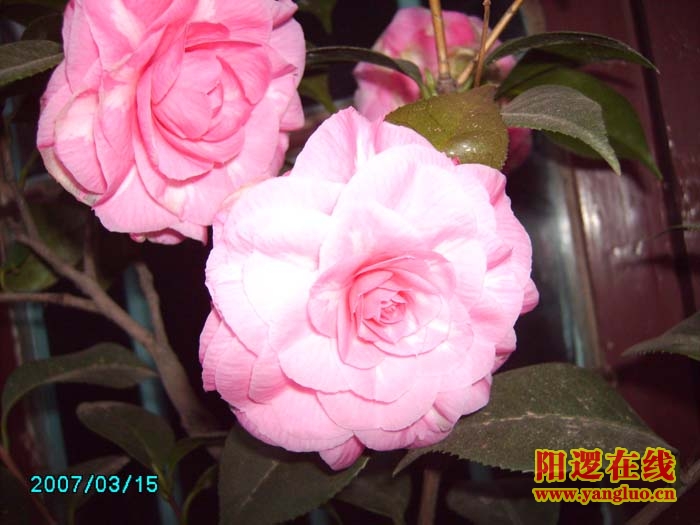 茶花