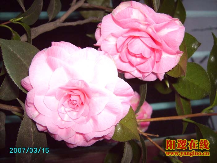 茶花