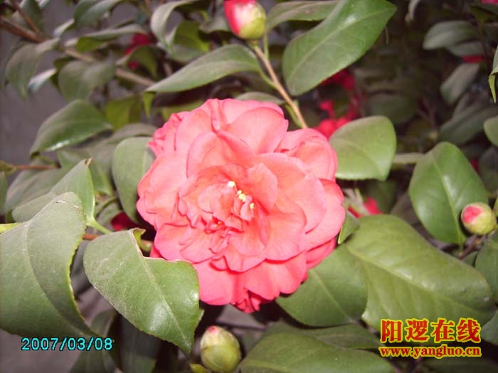 茶花