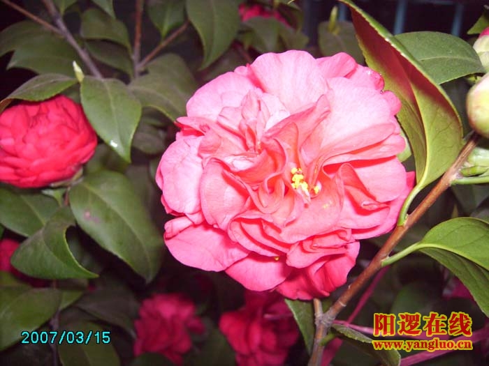 茶花