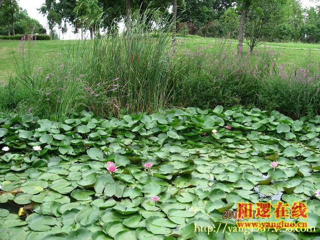 晓塘春色