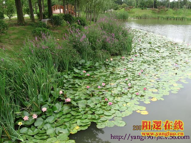 晓塘春色