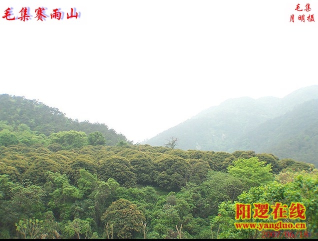 毛集赛雨山.jpg