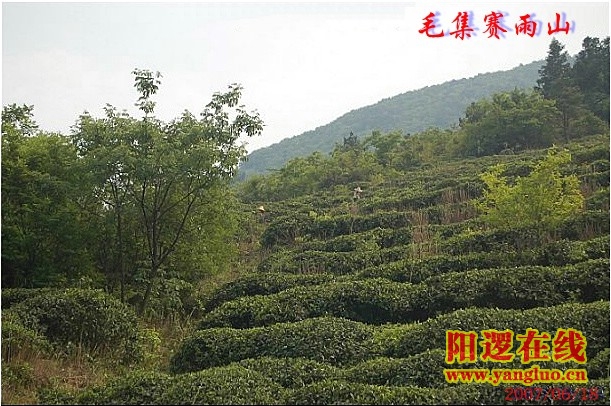 毛集赛雨山1.jpg