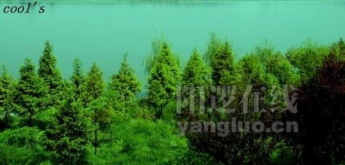 树林