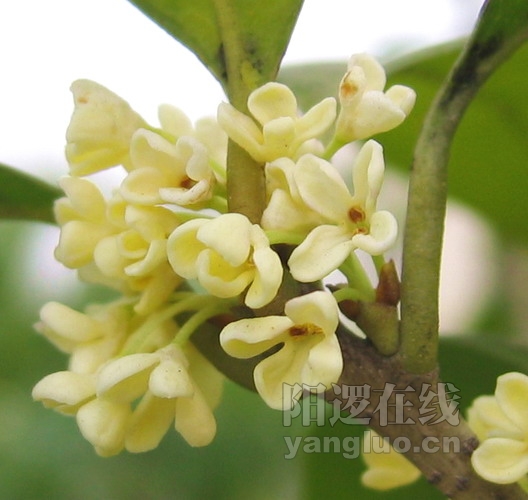 桂花.jpg